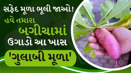 સફેદ મૂળા ભૂલી જાઓ! હવે તમારા બગીચામાં ઉગાડો આ ખાસ 'ગુલાબી મૂળા'