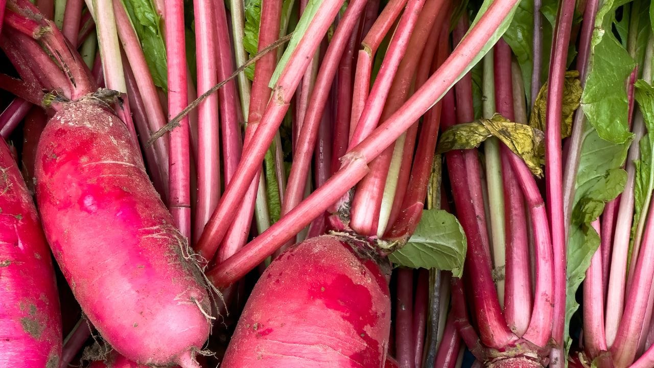 એન્થોસાયનિન (Anthocyanins): આ એ જ તત્વ છે જે મૂળાને ગુલાબી રંગ આપે છે. તે એક શક્તિશાળી એન્ટી-ઓક્સિડન્ટ છે જે શરીરમાં સોજા ઘટાડવામાં અને હૃદયના સ્વાસ્થ્ય માટે ઉત્તમ છે.
કેરોટીનોઈડ્સ (Carotenoids): તે તમારી આંખોની દ્રષ્ટિ સુધારવામાં અને રોગપ્રતિકારક શક્તિ વધારવામાં મદદરૂપ થાય છે.