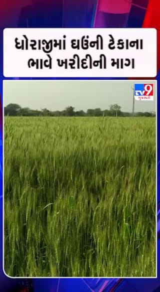 ઘઉંનો પાક તૈયાર થયો, હવે ટેકાભાવની જરૂર