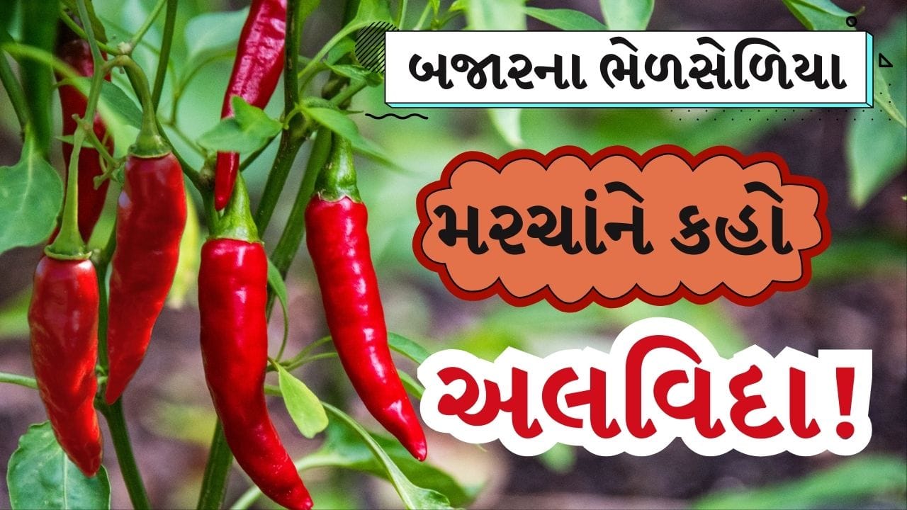 Plant In Pot : બજારના ભેળસેળિયા મરચાંને કહો અલવિદા! માત્ર રૂપિયા 30માં તમારી બાલ્કનીમાં ઉગાડો 'Paprika' મરચાં
