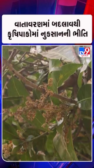 ખેડૂતોમાં લાખોની નુકસાનીની ભીતિ