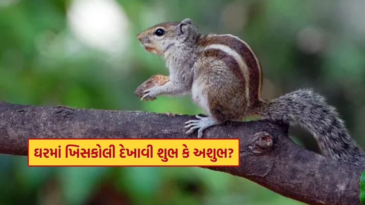 હિન્દુ માન્યતાઓ મુજબ ખિસકોલી ખૂબ જ પવિત્ર અને શુભ પ્રાણી માનવામાં આવે છે. પૌરાણિક કથાઓમાં ખિસકોલીને ભગવાન રામ ની સાથી અને દેવી લક્ષ્મી નું પ્રતીક ગણવામાં આવે છે. ઘરમાં ખિસકોલી પ્રવેશ કરે અથવા સ્વપ્નમાં દેખાય, તો તેને સૌભાગ્ય, સમૃદ્ધિ અને સફળતાનું સંકેત માનવામાં આવે છે.