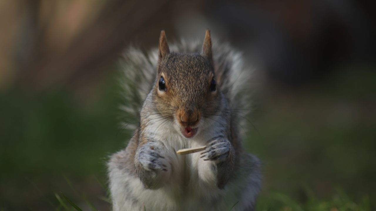 સ્વપ્નમાં ખિસકોલી દેખાવું પણ અત્યંત શુભ માનવામાં આવે છે. તે સફળતા, નાણાકીય લાભ અને પરિવારમાં સુખ-શાંતિ આવવાની સૂચના આપે છે. કેટલાક લોકો માટે આ સંતાન સુખ અથવા નવા અવસરની શરૂઆતનું પણ પ્રતીક બની શકે છે.