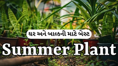 Plant In Pot : ઘર અને બાલ્કની માટે બેસ્ટ Summer Plant, ઉનાળાની લૂમાં પણ નહીં સુકાય, ઘર માટે બનશે નેચરલ કૂલર