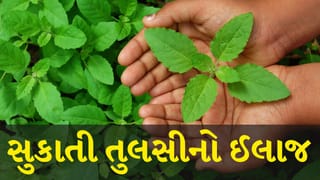 Tips :  તમારા તુલસી સુકાઈ રહ્યા છે ? જાણો આ ઘરગથ્થુ નુસ્ખા