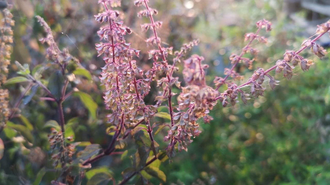 તુલસીનો છોડ કેમ સુકાઈ જાય છે? જાણો ઘણીવાર આપણે ખૂબ સ્નેહથી છોડ ઉછેરીએ છીએ, છતાં તે સુકાઈ જાય છે. તેના પાછળના મુખ્ય કારણો સમજવા જરૂરી છે: 
