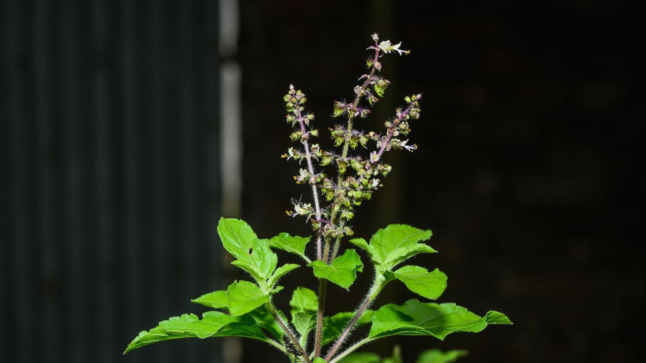 બદલાતી મોસમનો પ્રહાર: તુલસી એક નાજુક છોડ છે. અચાનક બદલાતું તાપમાન કે શિયાળાની કાતિલ ઠંડી તેની સહનશક્તિની બહાર હોય છે, જેનાથી તે કરમાઈ જાય છે.
