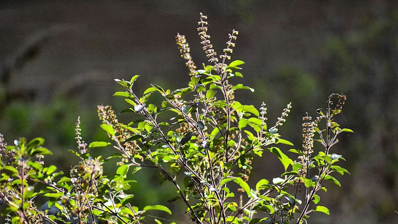 મંજરી (બીજ) ન ઉતારવા : આ એક મહત્વની 'પ્રો-ટિપ' છે. જ્યારે તુલસી પર મંજરી એટલે કે બીજ આવે છે, ત્યારે છોડને લાગે છે કે તેનું જીવનચક્ર પૂર્ણ થઈ ગયું છે. તે પોતાની બધી શક્તિ બીજ બનાવવામાં વાપરે છે અને નવા પાંદડા ઉગાડવાનું બંધ કરી દે છે. તેથી, સમયસર મંજરી ઉતારવી તેના આયુષ્ય માટે અનિવાર્ય છે.
