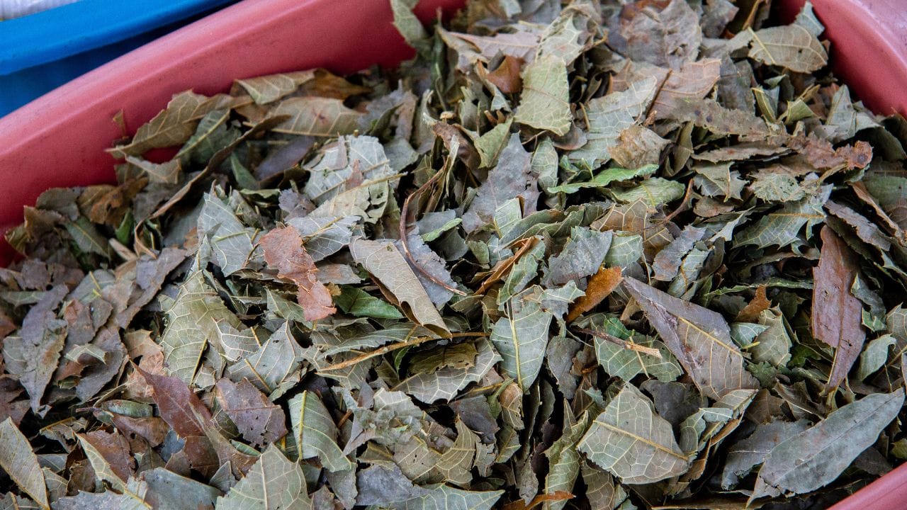 લીમડાના પાનનો પાવડર: તમારા છોડનું 'નેચરલ પ્રોટેક્ટર'  તુલસીના મૂળમાં ઘણીવાર ઝીણી જીવાત કે ફૂગ લાગી જાય છે જે આપણને નરી આંખે દેખાતી નથી. આ માટે લીમડો શ્રેષ્ઠ ઉપાય છે. લીમડાના પાનને સૂકવીને બનાવેલો પાવડર મહિનામાં એકાદ વાર માટીમાં ભેળવવો જોઈએ. તે જંતુનાશક તરીકે કામ કરી છોડના મૂળને સુરક્ષિત રાખે છે, જેનાથી છોડ લાંબો સમય જીવંત રહે છે.
