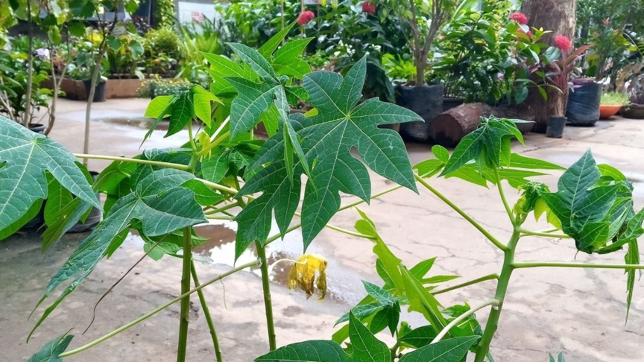 વાસ્તુ શાસ્ત્ર પપૈયાના વૃક્ષને નાણાકીય નુકસાન અને શાંતિ અને ખુશીની ખલેલ પહોંચાડનાર સંભવિત સ્ત્રોત તરીકે વર્ણવે છે, ખાસ કરીને જો તે તમારા આંગણામાં વાવવામાં આવે તો. જ્યોતિષ શાસ્ત્ર પણ પપૈયાના વૃક્ષને પૂર્વજોનું નિવાસસ્થાન માને છે. આ જ કારણ છે કે ઘરમાં આ વૃક્ષ વાવવાની મનાઈ છે.