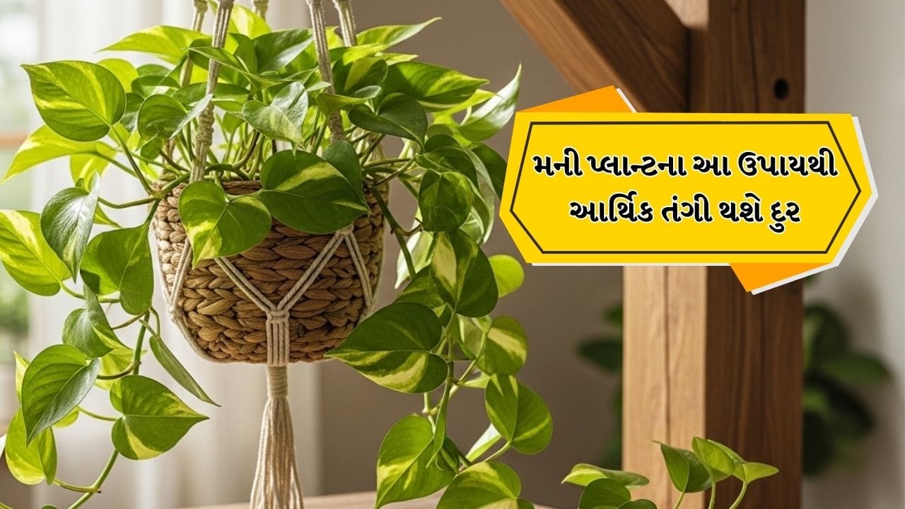 બાલ્કની અથવા બગીચામાં લગાવેલા છોડ ફક્ત ઘરની સુંદરતામાં વધારો કરતા નથી પરંતુ પર્યાવરણમાં તાજગી અને શાંતિ પણ લાવે છે. વાસ્તુ શાસ્ત્ર અનુસાર, કેટલાક છોડ ખાસ કરીને સકારાત્મક ઉર્જા અને સમૃદ્ધિને આકર્ષિત કરે છે, જેમાં મની પ્લાન્ટ સૌથી અગ્રણી છે. યોગ્ય દિશામાં અને પદ્ધતિમાં લગાવવામાં આવેલો મની પ્લાન્ટ ઘરમાં નાણાકીય સ્થિરતા અને પ્રગતિ લાવવામાં મદદ કરે છે.
