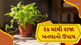 Vastu Tips : ઘરના મની પ્લાન્ટમાં મૂકો આ એક વસ્તુ, નાણાને લગતી તમામ મુશ્કેલીઓ થશે દૂર !