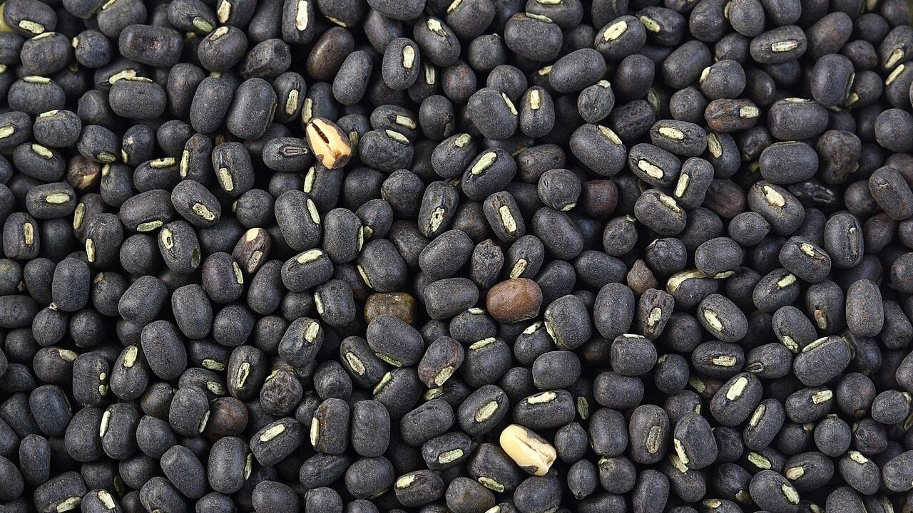 કાળી દાળ (અડદ): જો તમારા પર શનિ દોષ હોય, તો એવી સ્થિતિમાં મહાશિવરાત્રીના દિવસે કાળી અડદની દાળનું દાન કરવું તમારા માટે અત્યંત લાભદાયી સાબિત થઈ શકે છે. એવું કહેવાય છે કે, આ દિવસે કાળી દાળના દાનથી શનિ દોષનો પ્રભાવ ઓછો થાય છે.