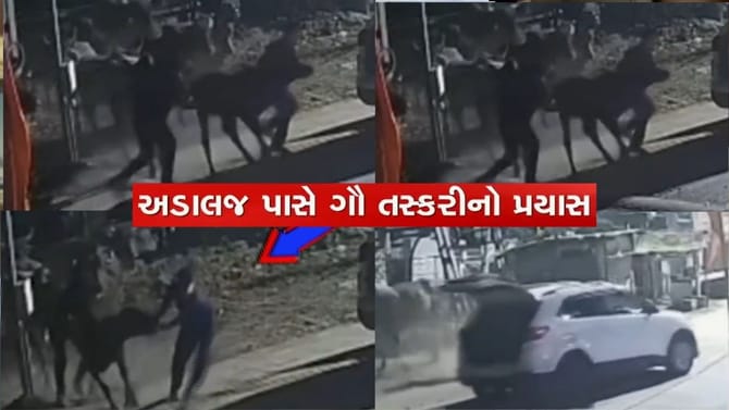 પાટનગરના પાદરેથી ગૌવંશની તસ્કરીનો નિષ્ફળ પ્રયાસ, CCTVમાં કેદ કસાઈઓ