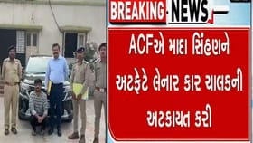 કારની ટક્કર મારી સિંહણને મોતને ઘાટ ઉતારનાર સિવિલ એન્જિનિયર ઝડપાયો