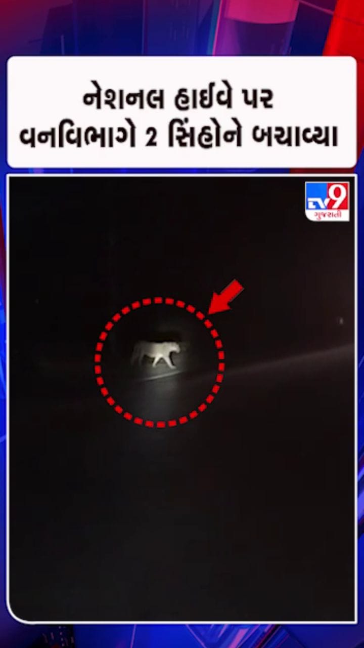 સિંહોને સહીસલામત રીતે હાઈવે ક્રોસ કરાવ્યો