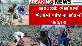 અરવલ્લી જિલ્લાના રાજકીય આગેવાનના ખેતરમાંથી ઝડપાયું ગાંજાનું વાવેતર !