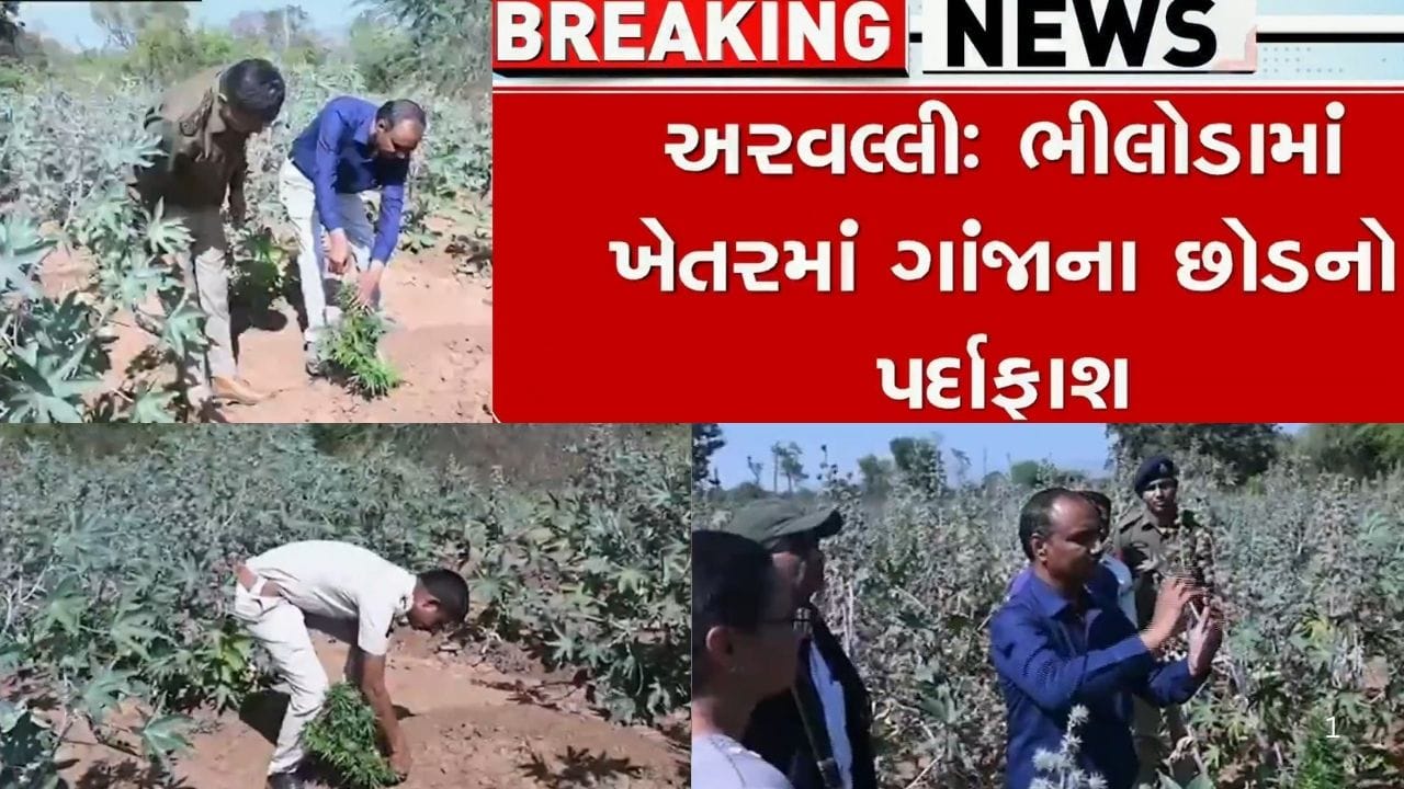 અરવલ્લી જિલ્લાના રાજકીય આગેવાનના ખેતરમાંથી ઝડપાયું ગાંજાનું વાવેતર ! અરવલ્લી જિલ્લાના રાજકીય આગેવાનના ખેતરમાંથી ઝડપાયું ગાંજાનું વાવેતર !