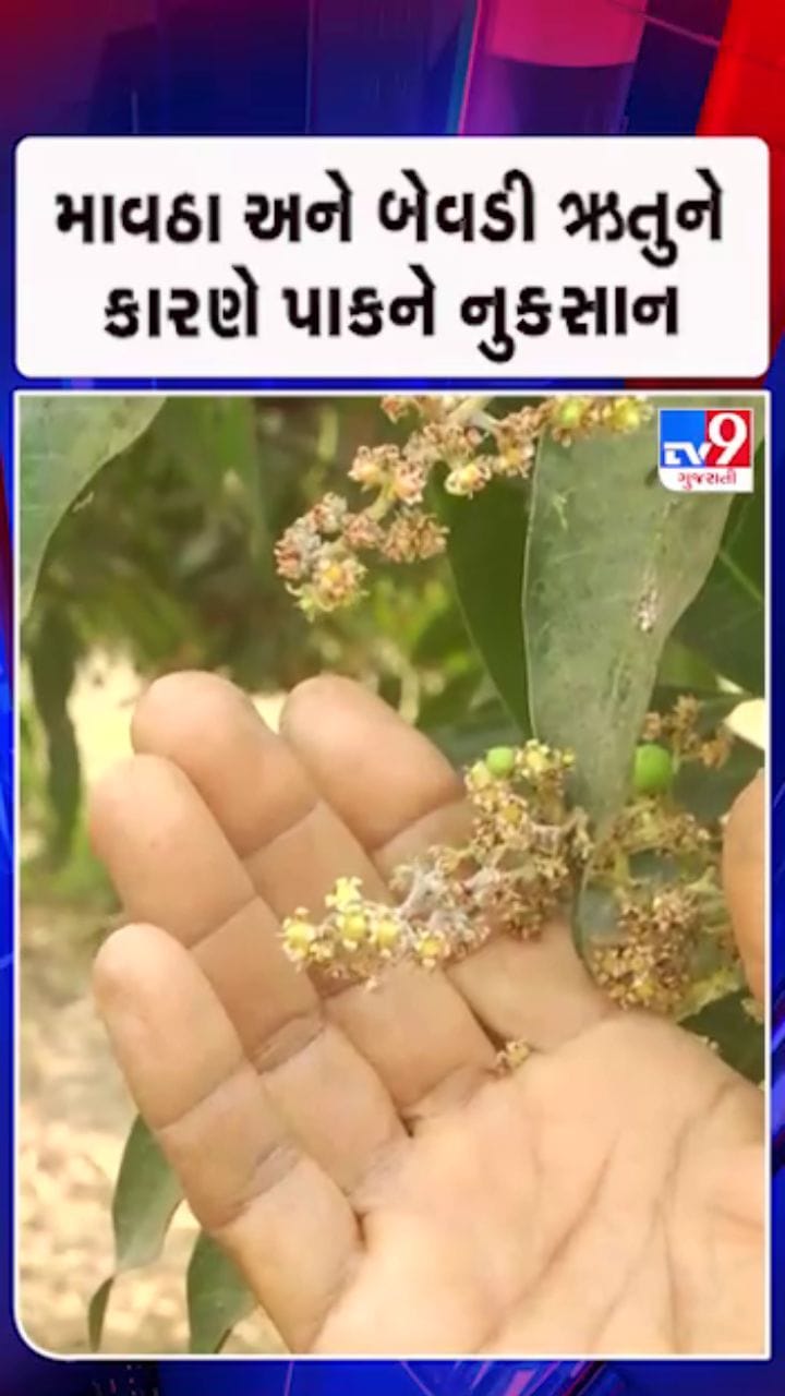 કેરી સહિતના પાકને ભારે નુક્સાનીની ભીતી