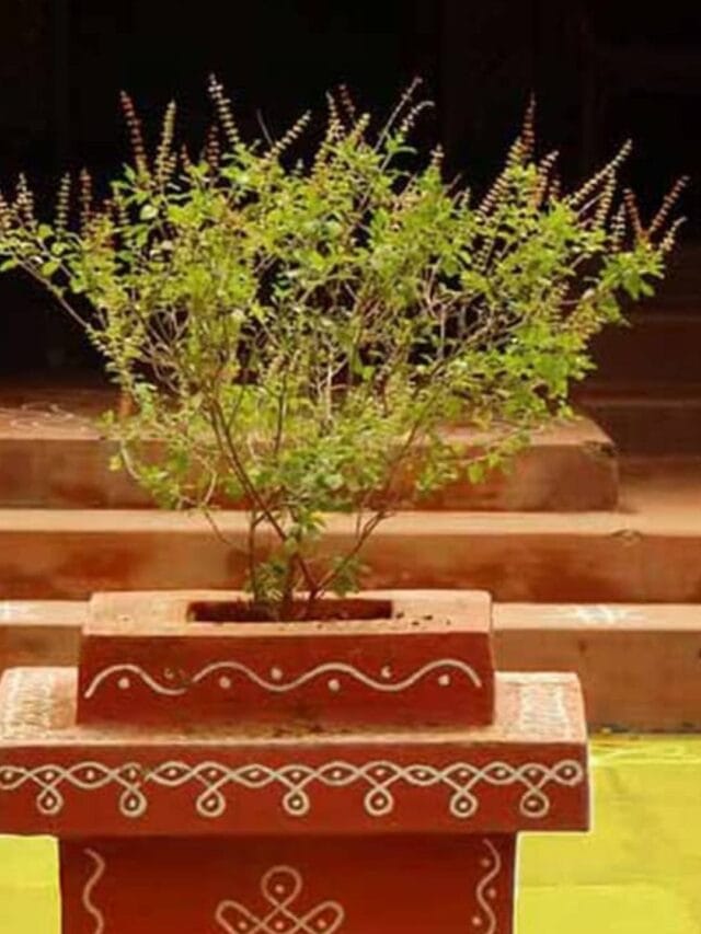 Tips And Tricks: તુલસીને ફરીથી લીલી બનાવશે આ સરળ ટિપ્સ