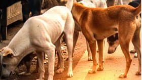 શ્વાનની ગણતરીને લઇને સરકારનો પરિપત્ર જાહેર