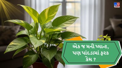 મોટા મની પ્લાન્ટના પાંદડા બતાવે છે કે છોડ સારી રીતે ઉગે છે અને તેને પૂરતું પાણી, પોષણ અને પરોક્ષ પ્રકાશ મળી રહ્યો છે. વાસ્તુ અને ફેંગ શુઇ મુજબ, આવા મોટા પાંદડા ઘરમાં સકારાત્મક ઉર્જા, સમૃદ્ધિ અને શાંતિ લાવવાના પ્રતીક માનવામાં આવે છે, તેમજ ઘરની સુંદરતા પણ વધારશે. ( Credits: AI Generated )