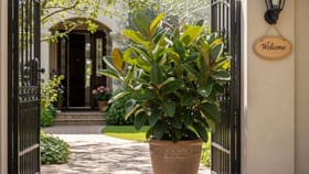 વાસ્તુ ટિપ્સ: ઘરના મુખ્ય દ્વાર પર લગાવો આ છોડ, આવશે સુખ-સમૃદ્ધિ!