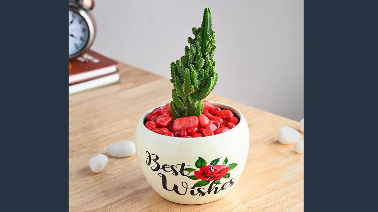  કાંટાવાળા છોડનું શોપીસ: વાસ્તુશાસ્ત્ર અનુસાર, ગુલાબ સિવાય, કેક્ટસ અને અન્ય કોઈપણ કાંટાવાળા છોડ ઘરમાં ટાળવા જોઈએ, કારણ કે આ છોડ નકારાત્મક ઊર્જા સાથે સંકળાયેલા હોવાનું માનવામાં આવે છે અને વાતાવરણને નોંધપાત્ર રીતે વિક્ષેપિત કરી શકે છે. તેમના તીક્ષ્ણ કાંટા ઘણીવાર જીવનમાં અવરોધોનું પ્રતીક છે.