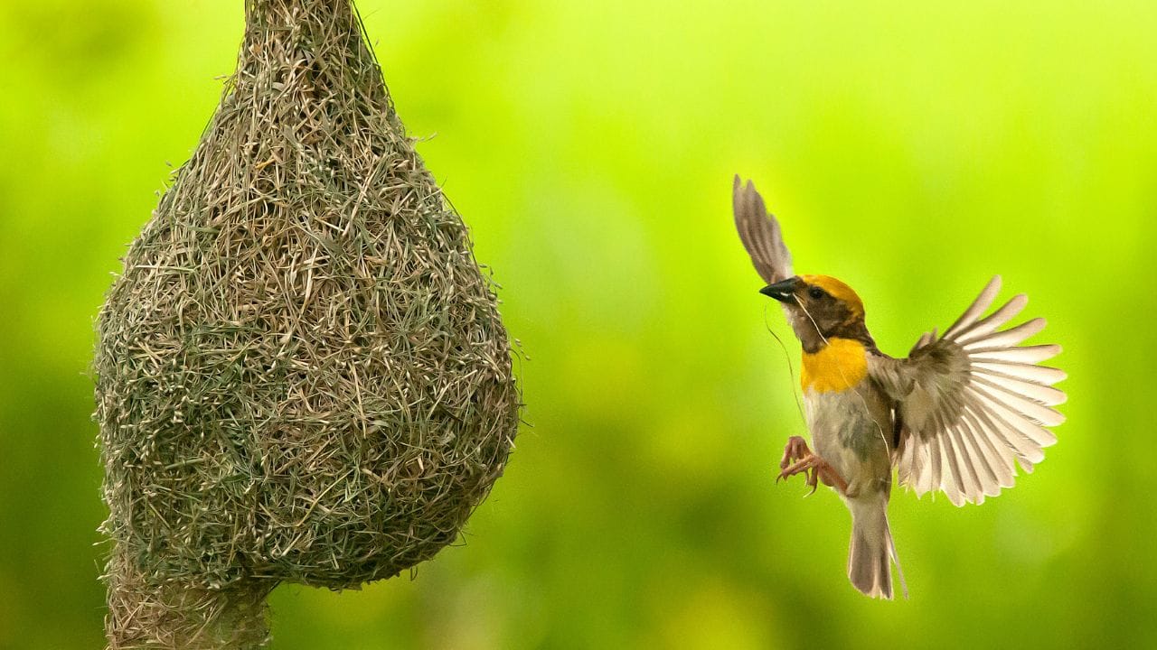 પંખીઓનો કલરવ માનસિક શાંતિ લાવે છે અને ઘરમાં સકારાત્મક ઉર્જાનો પ્રવાહ વધે છે, ઘરમાં સુગરીનો માળો હોય તો પરિવારમાં સુખ અને શાંતિ રહે છે. દાંપત્ય જીવન અને સંબંધો મધુર બને છે.  ( Credits: Getty Images )