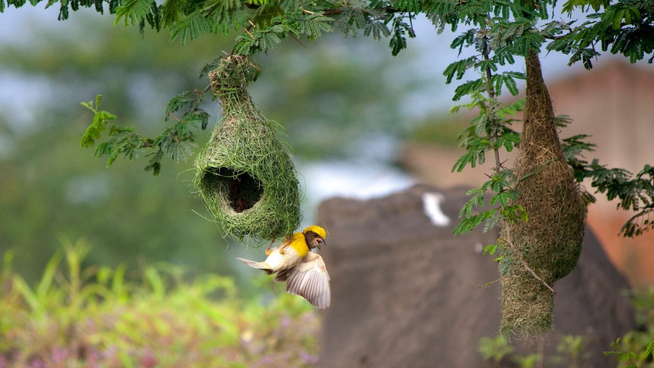 મહેનત અને નિયમિત પ્રયત્નોને પ્રોત્સાહન આપતો માળો ઘરવાસીઓ માટે આર્થિક વૃદ્ધિ લાવવા માંડે છે, જો ઘરમાં નાણાકીય સમસ્યાઓ હોય, તો સુગરીના માળાથી નકારાત્મક ઉર્જા દૂર થાય છે અને ધનવૃદ્ધિ થાય છે.  ( Credits: Getty Images )