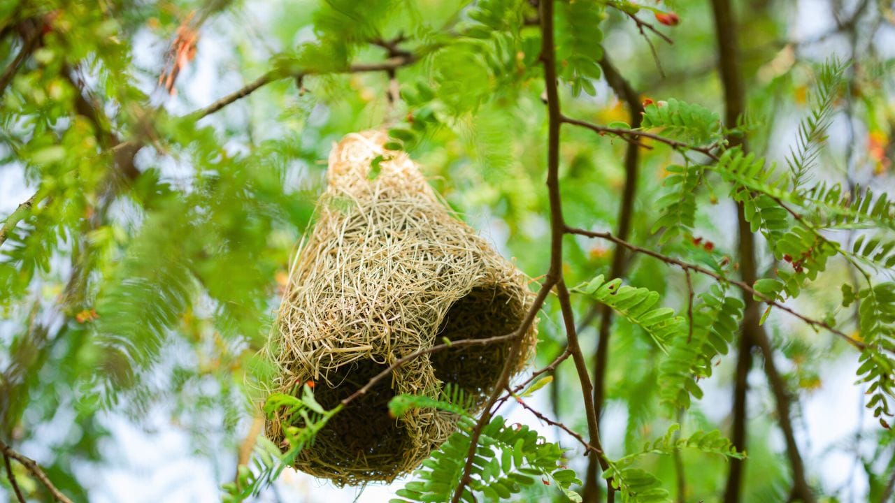 સુગરીનો માળો ખરાબ નજરથી રક્ષણ આપે છે.એવું માનવામાં આવે છે કે ઘરના મુખ્ય દરવાજા કે બાલ્કનીમાં સુગરીનો માળો રાખવાથી દુશ્મન અને નકારાત્મક શક્તિઓનો પ્રભાવ ઓછો થાય છે.   ( Credits: Getty Images )