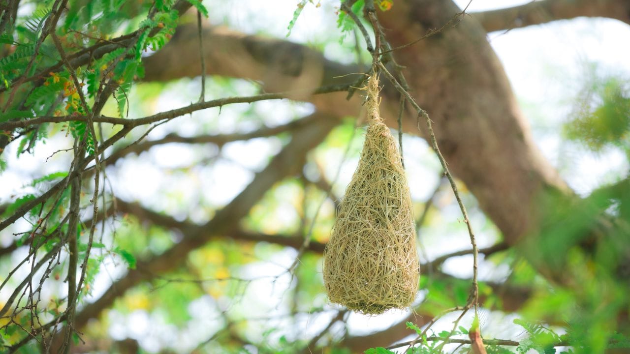 જો તમે સુખ, શાંતિ અને સમૃદ્ધિ ઈચ્છો છો, તો સુગરીના માળાને યોગ્ય સ્થળે રાખીને પોઝિટિવ એનર્જી વધારી શકો!   ( Credits: Getty Images )