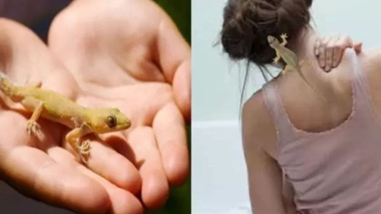 સ્વપ્ન વિજ્ઞાન અનુસાર, જો તમને સપનામાં ગરોળી તમારા શરીર પર પડતી દેખાય છે, તો તેનો અર્થ એ છે કે તમારા દુશ્મનોને કારણે તમને આવનારા દિવસોમાં ઘણી સમસ્યાઓનો સામનો કરવો પડી શકે છે.