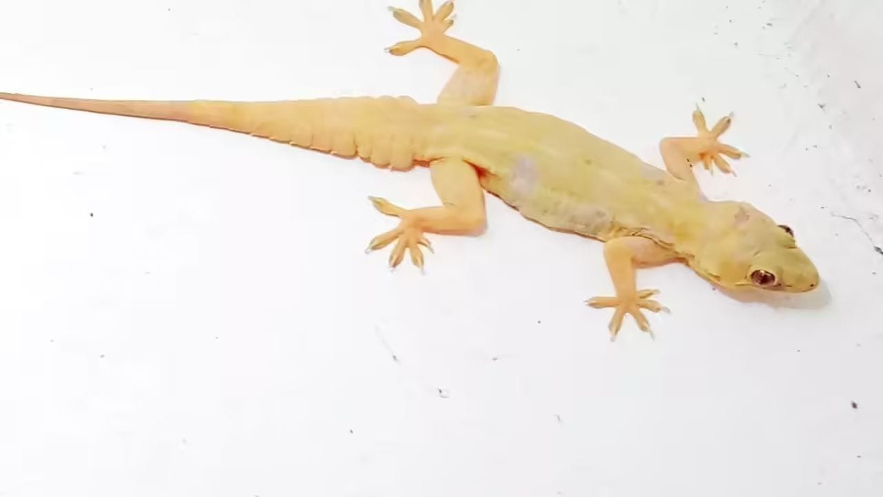 જો ગરોળી તમારા જમણા ખભા પર ચઢી જાય છે, તો તેનો અર્થ એ છે કે તમને તણાવનો સામનો કરવો પડી શકે છે.