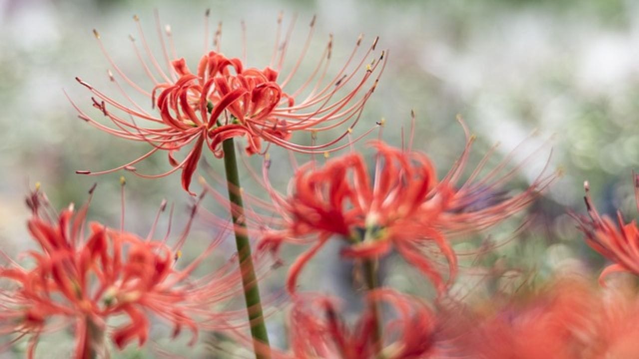 લાલ સ્પાઈડર લીલી એક એવો છોડ છે જેમાં ફૂલો હોય છે પણ પાંદડા હોતા નથી. આ ફૂલો સામાન્ય રીતે ઉનાળાની શરૂઆતમાં અથવા પાનખરમાં ખીલે છે. લાલ સ્પાઈડર લીલીએ હરિકેન લીલી, ક્લસ્ટર એમેરેલીસ અથવા ઇક્વિનોક્સ ફૂલ તરીકે પણ ઓળખાય છે, તે એક બારમાસી બલ્બ વાળો છોડ છે. વૈજ્ઞાનિક રીતે, તેને લાઇકોરિસ રેડિએટા કહેવામાં આવે છે.