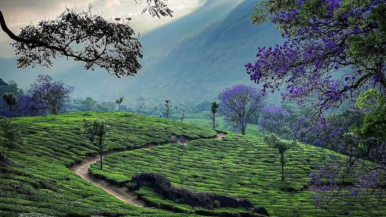 Munnar: દક્ષિણ ભારતમાં આવેલું મુન્નાર પણ કુદરતી સૌંદર્ય માટે જાણીતું છે. ચાના બગીચાઓથી ઘેરાયેલા આ સ્થળને દક્ષિણ ભારતનું સ્વર્ગ કહેવાય છે. ખાસ કરીને હનીમૂન કપલ માટે આ ખૂબ પસંદગીનું સ્થળ છે. ઉનાળામાં અહીંનું વાતાવરણ સુખદ રહે છે અને કુદરતપ્રેમી લોકો માટે અહીં ફરવું યાદગાર બની શકે છે.