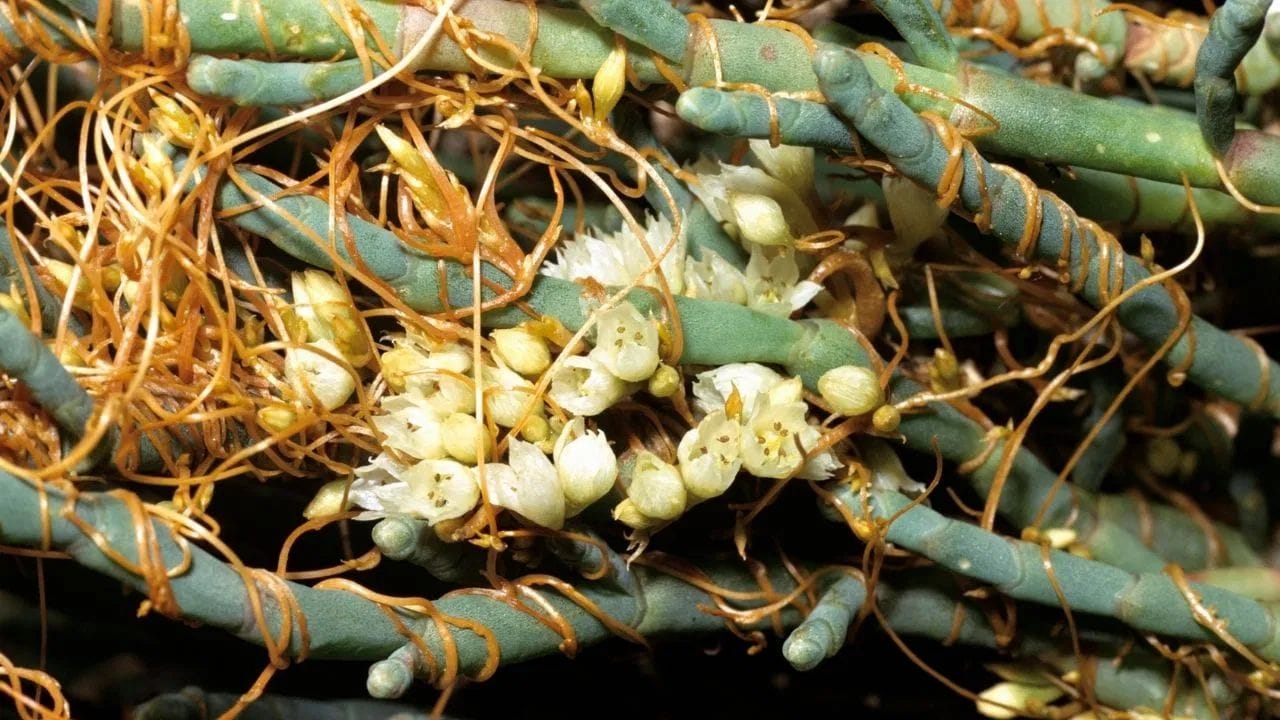 આ ડોડર છોડ છે, જેને અમરબેલ (ડોડર) તરીકે પણ ઓળખવામાં આવે છે. તે એક પરોપજીવી છોડ છે જે પોષક તત્વો અને પાણી માટે બીજા છોડ પર આધાર રાખે છે. તેમાં ખૂબ જ ઓછું હરિતદ્રવ્ય હોય છે, જેના કારણે તેનો રંગ આછો પીળો હોય છે. તે વેલની જેમ ફેલાય છે. તેમાં નાના, સફેદ અથવા ક્રીમ રંગના ફૂલો આવે છે જે ઘંટડી આકારના હોય છે. જ્યારે તેઓ પાતળી ડાળીઓ પર ઝૂમખામાં ઉગે છે, ત્યારે તે એકદમ સુંદર દેખાય છે.