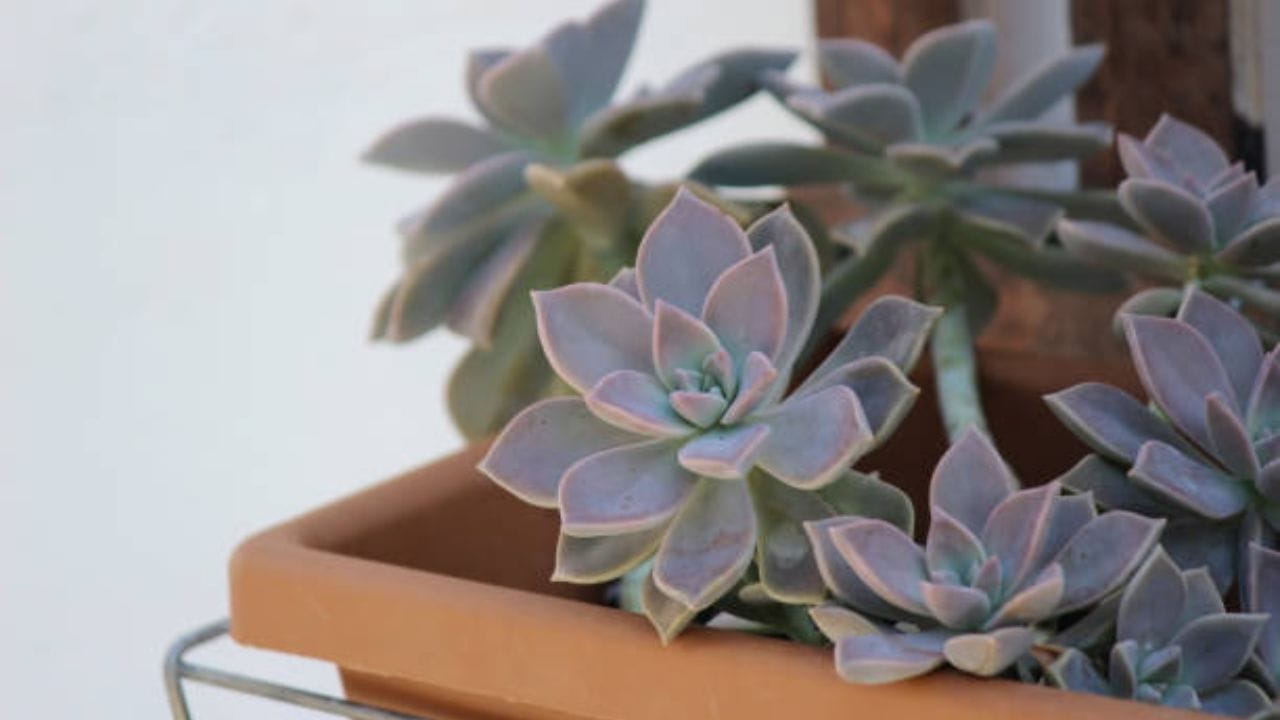 તમે ઘરે ઘોસ્ટ પ્લાન્ટ ઉગાડી શકો છો. આ એક એવો છોડ છે જેમાં હરિતદ્રવ્ય હોતું નથી. આ કારણે તે સંપૂર્ણપણે સફેદ દેખાય છે અથવા થોડો જાંબલી રંગ પણ ધરાવે છે. તેને ઘરની અંદર ઉગાડવું સરળ છે અને તેની કાળજી લેવાની ખૂબ ઓછી જરૂર પડે છે. તેના પાંદડા ફૂલોના આકારમાં ઊગે છે અને તે આરામથી ખીલતું રહે છે.