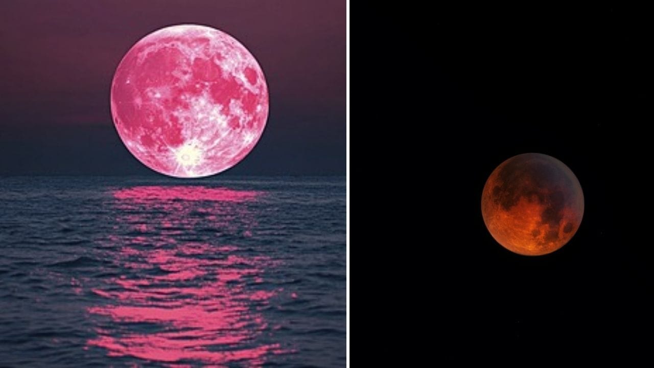 પિંક મૂન દર વર્ષે એપ્રિલમાં જોવા મળે છે અને તે માત્ર નામરૂપે ખાસ છે. તે સામાન્ય પૂર્ણિમા જેવો જ દેખાય છે. જ્યારે બ્લડ મૂન એક દુર્લભ ઘટના છે, જે સામાન્ય રીતે 1.5 થી 3 વર્ષમાં એક વખત જોવા મળે છે. કેટલીકવાર વર્ષોમાં ઘણી વાર થાય છે. બ્લડ મૂનનું દૃશ્ય ખાસ કરીને ફોટોગ્રાફર્સ અને સ્કાય લવર્સ માટે ખૂબ જ આકર્ષક હોય છે.