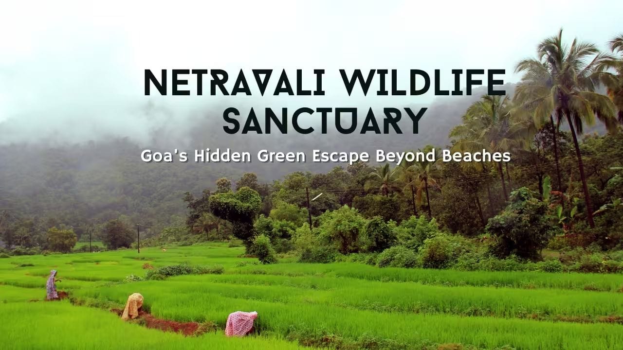 જો તમે કુદરત અને એડવેન્ચરનો શોખ રાખો છો, તો નેત્રાવલી વન્યજીવ અભ્યારણ્ય ચોક્કસ મુલાકાત લેવા જેવી જગ્યા છે. અહીં ઘન જંગલો, ઝરણાં અને વિવિધ પ્રાણીઓ જોવા મળે છે. ટ્રેકિંગ માટે પણ આ સ્થળ ઉત્તમ છે. શહેરની ભાગદોડથી દૂર અહીં તમે શાંતિપૂર્ણ વાતાવરણમાં કુદરતને નજીકથી અનુભવી શકો છો.