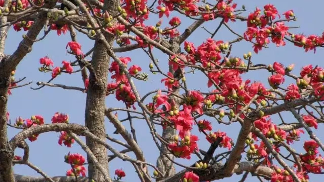 આ શીમળાનું ઝાડ છે, જે તમને ઘણીવાર બગીચાઓમાં અથવા રસ્તાના કિનારે વાવેલા દેખાશે. પલાશની જેમ, તે વસંત ઋતુમાં ખીલે છે. આ સમયે તેના બધા પાંદડા ખરી જાય છે. ફૂલોના મોસમ દરમિયાન, રેશમી કપાસનું ઝાડ પાંદડા વગરનું હોય છે. તેના ફૂલમાં પાંચ પાંખડીઓ હોય છે. ફૂલનો પાછળનો ભાગ શાકભાજી તરીકે ખાવામાં આવે છે. તેને રેશમી કપાસના ઝાડ તરીકે પણ ઓળખવામાં આવે છે. (All Image Credit- Social Media)