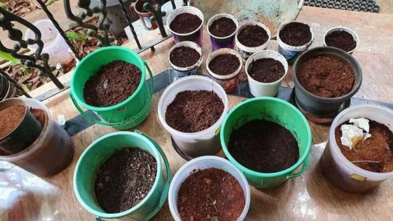 આજના સમયમાં લોકો છોડને સ્વસ્થ અને હરિયાળા રાખવા માટે બજારમાં મળતા રાસાયણિક ખાતરનો ઉપયોગ કરે છે, પરંતુ દરેક વખતે મોંઘા ખાતરની જરૂર હોતી નથી. આપણી રોજિંદી જિંદગીમાં ઘણી એવી વસ્તુઓ હોય છે જેને આપણે કચરો સમજીને ફેંકી દઈએ છીએ, પરંતુ હકીકતમાં તે બગીચા માટે ખૂબ ઉપયોગી સાબિત થઈ શકે છે. આ કુદરતી વસ્તુઓમાંથી બનેલું ખાતર માત્ર સસ્તું જ નથી, પરંતુ સંપૂર્ણ રીતે સુરક્ષિત અને પર્યાવરણમિત્ર પણ છે.