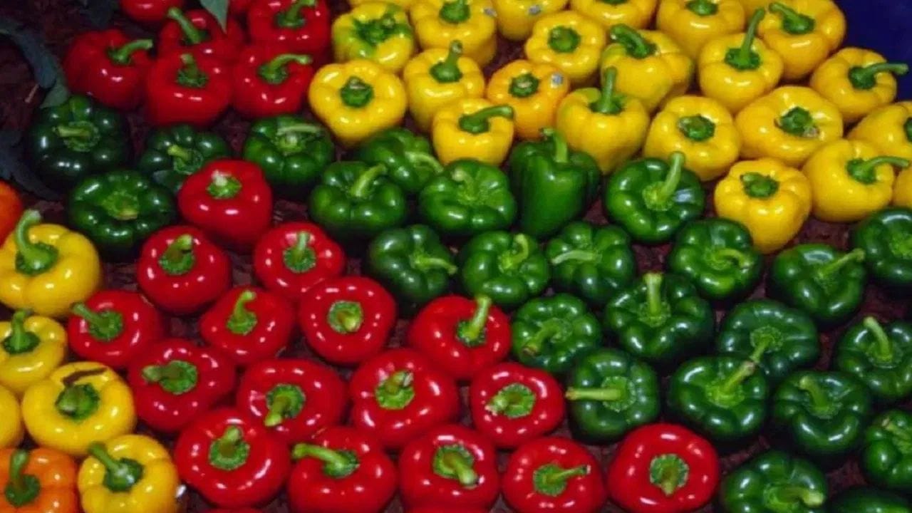 શિમલા મરચાં ગ્રીન, રેડ અને યેલો ત્રણેય પ્રકારમાં ઉપલબ્ધ હોય છે અને તે સ્કિન માટે ખૂબ ફાયદાકારક છે. તેમાં વિટામિન A, C અને E હોય છે, જે ત્વચાને પોષણ આપે છે અને તેને યુવાન રાખે છે. તેને ડાયટમાં સામેલ કરવાથી સ્કિન ટોન અને ટેક્સચરમાં સુધારો થાય છે.