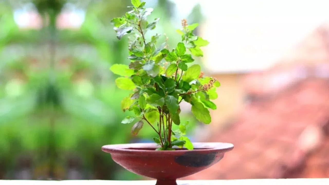 ઘણા લોકો માનતા હોય છે કે વધારે પાણી આપવાથી છોડ વધુ સારો ઉગે, પરંતુ તુલસી માટે આ ખોટું છે. વધુ પાણીથી તેની જડોમાં સડણ શરૂ થાય છે. જ્યારે માટી સતત ભીની રહે છે ત્યારે જડોને ઓક્સિજન મળતું નથી, જેના કારણે છોડ મુરઝાઈ જાય છે. તેથી પાણી માત્ર ત્યારે આપવું જોઈએ જ્યારે માટી સૂકી લાગે.