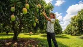 કેરી પ્રેમીઓ માટે ખાસ ચેતવણી, અસલી કે કેમિકલવાળી કેરી કેમ ઓળખશો