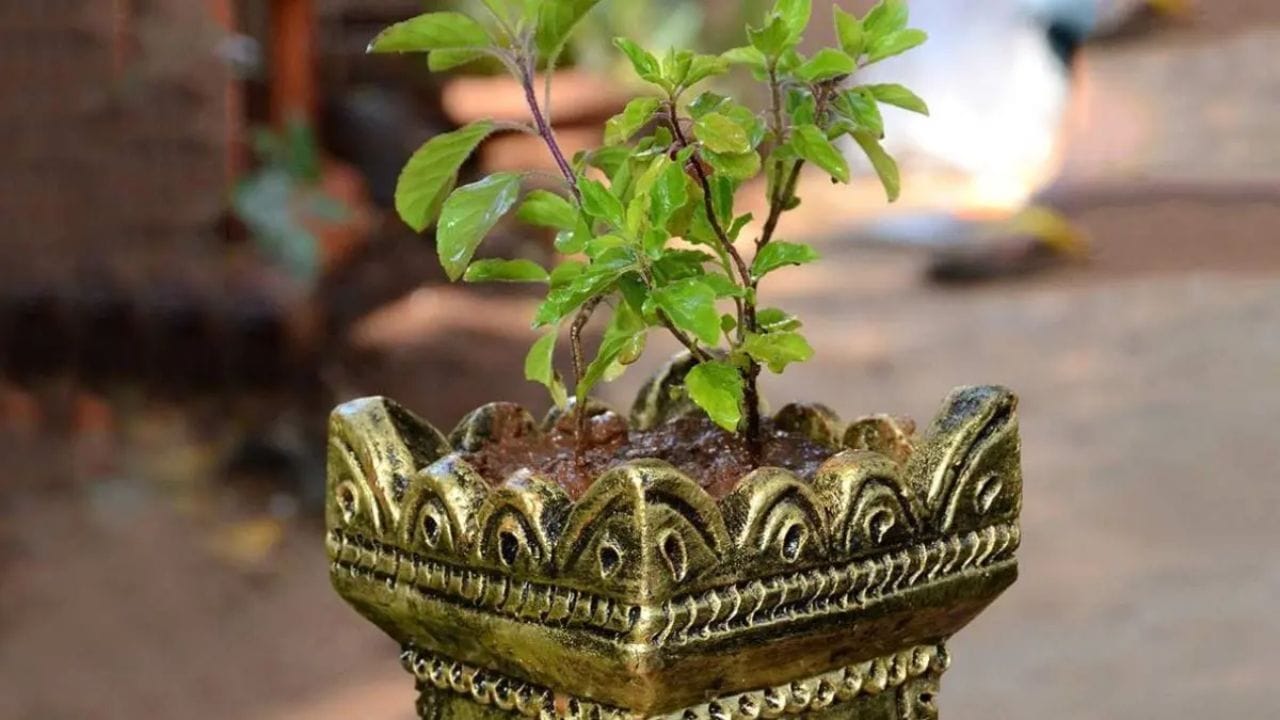 જો તુલસીનો છોડ સૂકાઈ રહ્યો હોય, તો થોડા સરળ ઉપાયો દ્વારા તેને ફરી જીવંત બનાવી શકાય છે. સૌપ્રથમ સૂકા અને પીળા પાંદડા દૂર કરો. માટીને પોષક તત્વોથી ભરપૂર અને હલકી રાખો. ગમલામાં પાણી ન ભરાય તે માટે ડ્રેનેજ સુધારો. રોજ સવાર કે સાંજના સમયે હળવી ધુપ આપો, પરંતુ બહુ તીવ્ર ગરમીથી બચાવો. સમયાંતરે છંટાઈ કરો જેથી નવી ડાળીઓ અને પાંદડા વિકસે. સાથે જ, ઓર્ગેનિક ખાતર અથવા ગોબર ખાતરનો ઉપયોગ કરો જેથી જડોને પૂરતું પોષણ મળે. પાણી નિયમિત આપો, પરંતુ વધુ ન આપવું. આ રીતે થોડા જ સમયમાં તુલસી ફરીથી લીલી-ભરી અને તાજગીભરી બની જશે.