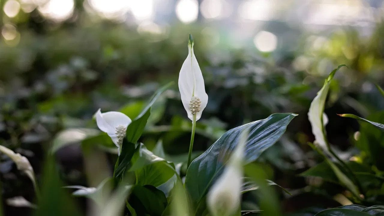 છોડની સારી વૃદ્ધિ માટે જમીનમાં યોગ્ય પોષક તત્વો હોવા જરૂરી છે. જ્યારે જમીનમાં નાઇટ્રોજન, ફોસ્ફરસ અને પોટેશિયમ જેવા તત્વો પૂરતા પ્રમાણમાં હોય છે, ત્યારે છોડ વધુ મજબૂત બને છે અને તેમાં ફૂલ-ફળ પણ સારી રીતે આવે છે. કુદરતી ખાતર ધીમે ધીમે જમીનમાં ભળી જાય છે, જેનાથી લાંબા સમય સુધી છોડને પોષણ મળે છે.