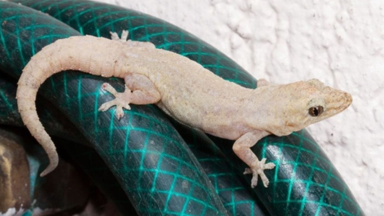 સ્વપ્ન શાસ્ત્ર અનુસાર, પોતાને ગરોળીને મારતા જોવું એ પણ એક શુભ સંકેત માનવામાં આવે છે. આ સપનાનો અર્થ એ છે કે તમારી મુશ્કેલીઓ ટૂંક સમયમાં સમાપ્ત થશે. તમે અત્યાર સુધી જે સમસ્યાઓનો સામનો કર્યો છે તેમાંથી તમે મુક્ત થશો.