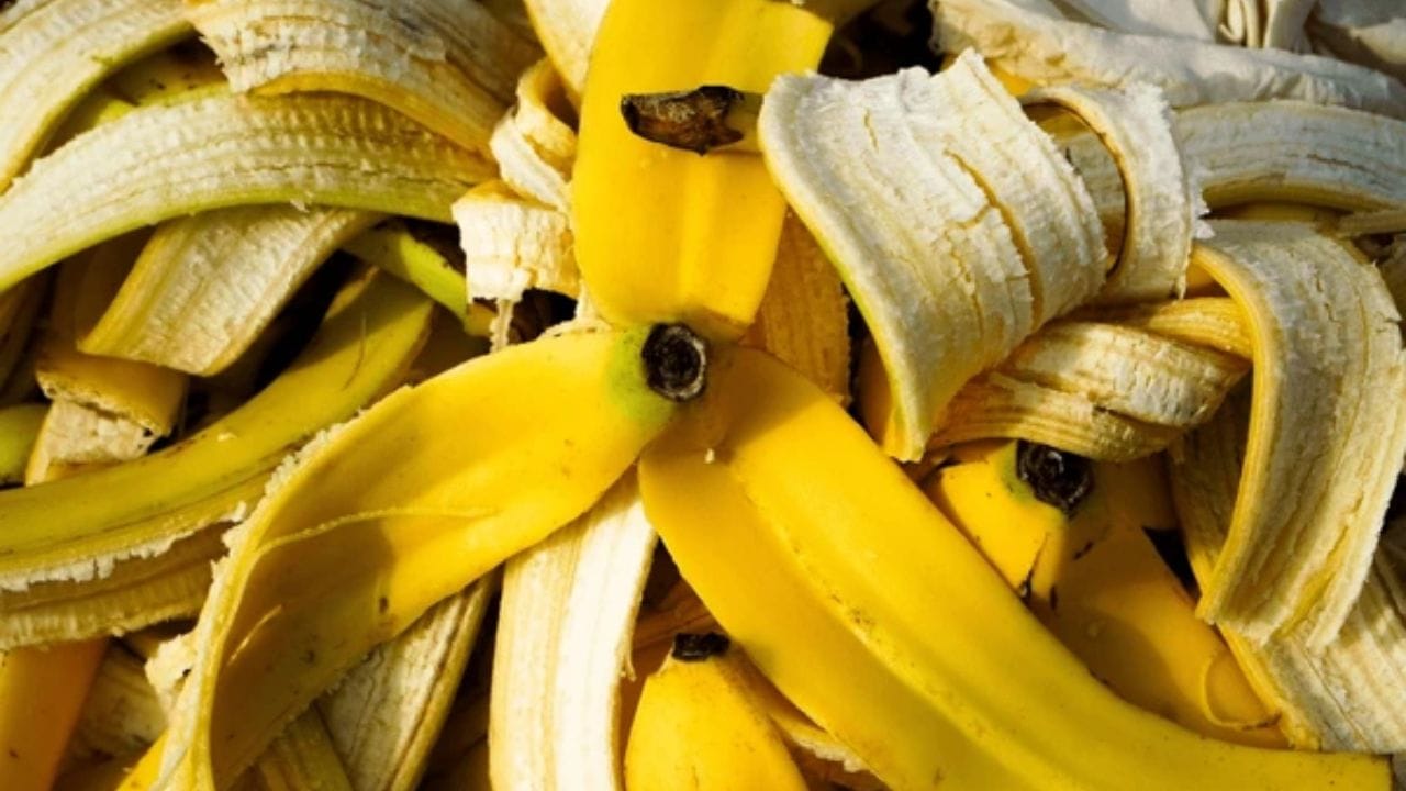 ઘરમાં કેળા ખાધા પછી તેના છાલને ફેંકી દેવામાં આવે છે, પરંતુ તેમાં પોટેશિયમ અને ફોસ્ફરસ ભરપૂર હોય છે. આ તત્વો છોડની વૃદ્ધિ માટે ખૂબ જરૂરી છે. તમે કેળાની છાલને નાના ટુકડાઓમાં કાપીને સીધા માટીમાં દાટી શકો છો. ઉપરાંત, તેને પાણીમાં કેટલાક દિવસો સુધી ભીંજવીને તે પાણી છોડમાં નાખશો તો તે પ્રવાહી ખાતર તરીકે પણ કામ કરે છે