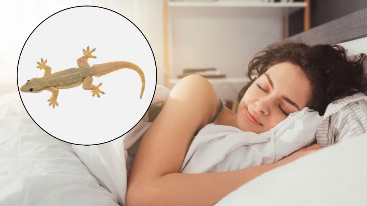  જો તમે ગરોળીને તમારા માથા પર ચઢતા જુઓ છો, તો તેનો અર્થ એ છે કે તમને સ્વાસ્થ્ય સંબંધિત સમસ્યાઓનો સામનો કરવો પડી શકે છે. 